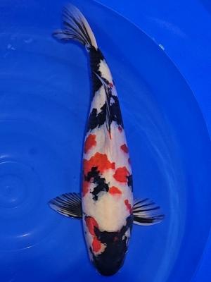 RS KOI CONSULTING De MARUDO KOI FARM