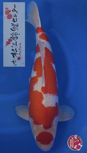 Matsue kohaku