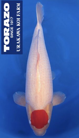 Torazo Tancho Kohaku