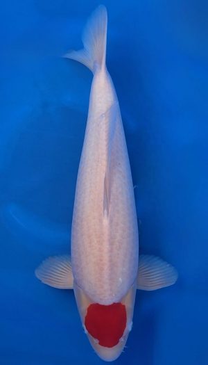 Torazo Tancho Kohaku – Bild 2