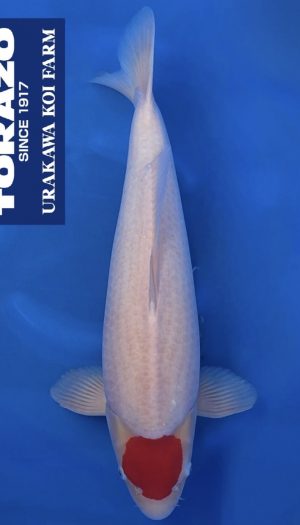 Torazo Tancho Kohaku – Bild 1