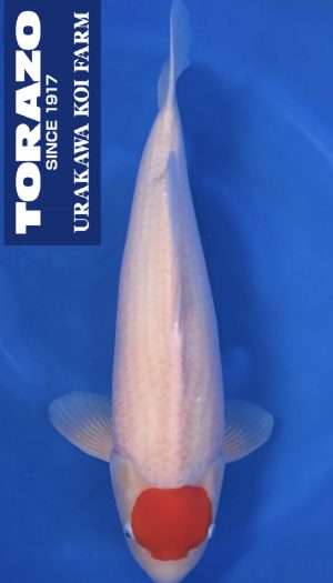 Torazo Tancho Kohaku – Bild 1