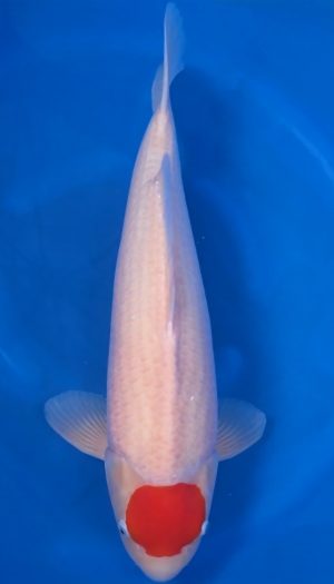 Torazo Tancho Kohaku – Bild 2