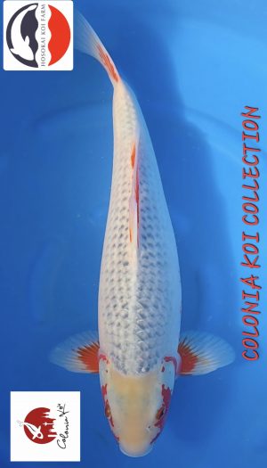 Hosokai Guyakume Asagi