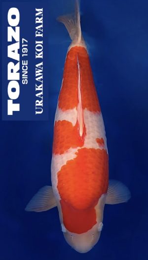 Torazo Kohaku
