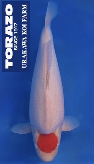 Torazo Tancho Kohaku