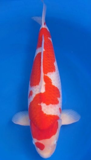 Torazo Kohaku – Bild 2