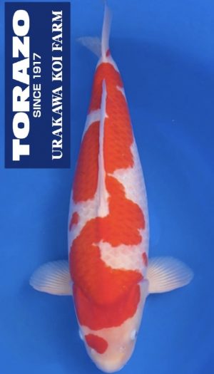 Torazo Kohaku – Bild 1