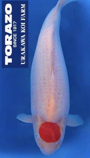 Torazo Tancho Kohaku