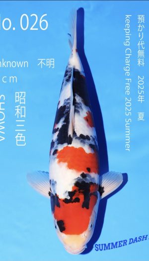 Ooya Nisai Showa #026 – Bild 3