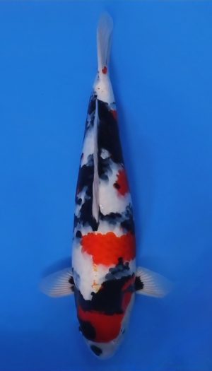 Ooya Nisai Showa #026 – Bild 4