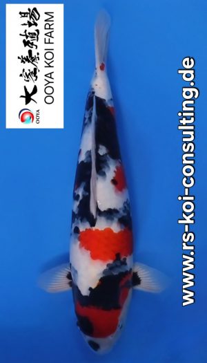 Ooya Nisai Showa #026