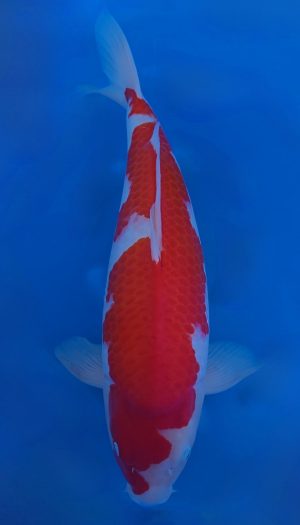 Ooya Nisai Kohaku #201 – Bild 2