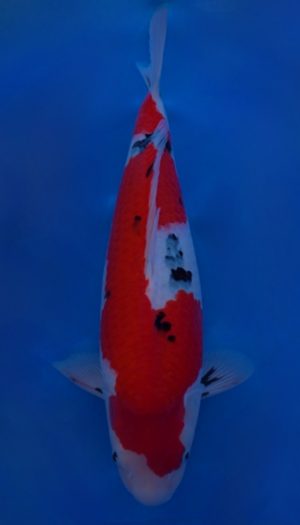 Ooya Nisai Sanke #201 – Bild 2