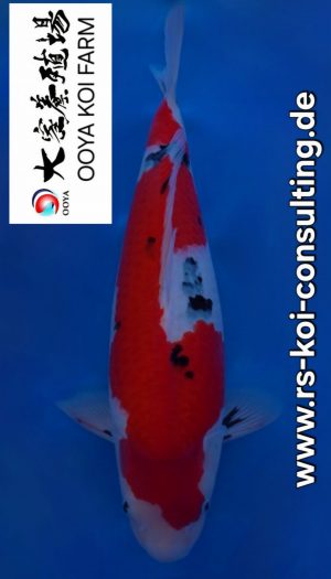 Ooya Nisai Sanke #201 – Bild 1