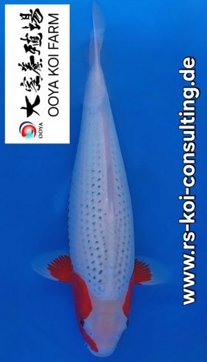 Ooya Nisai Asagi #201