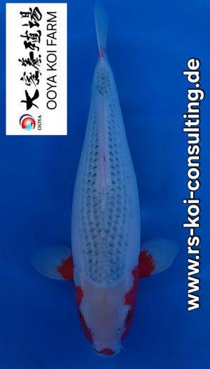 Ooya Nisai Asagi #202