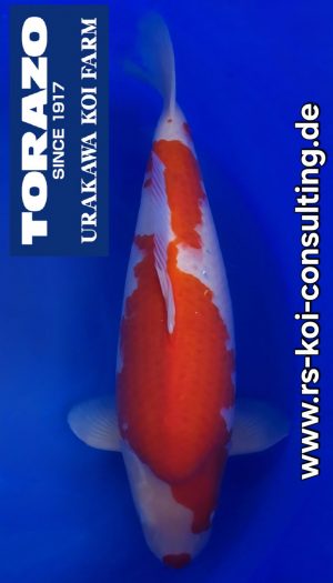 Torazo Nisai Kohaku #212