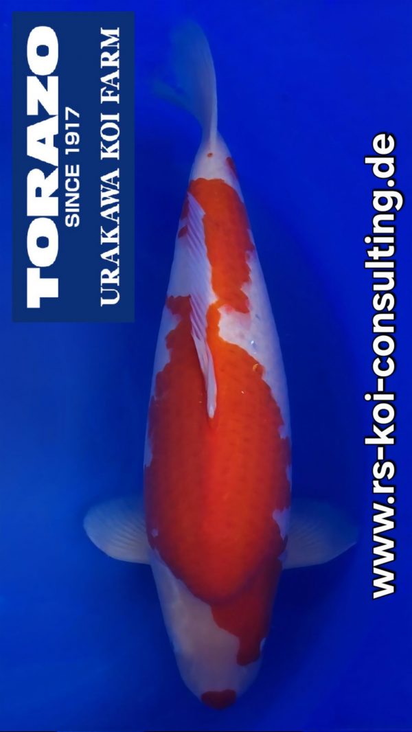 Screenshot_20251217_211835_Video Player(1)