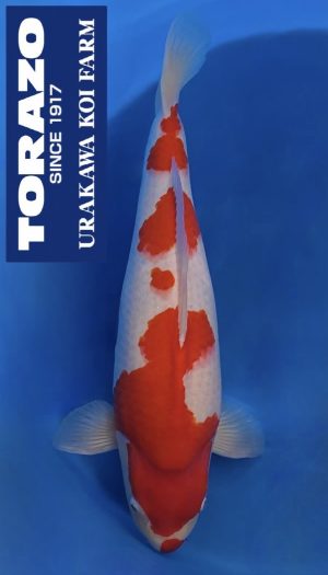Torazo Kohaku