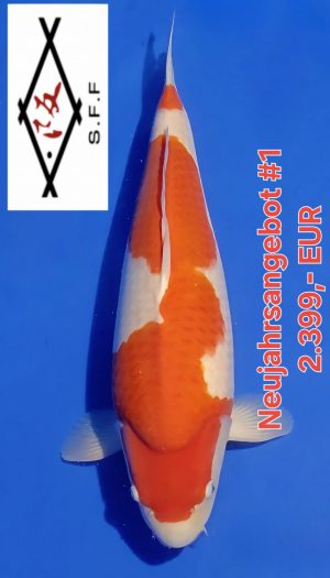 Sakai FF Kohaku Neujahrsangebot #1