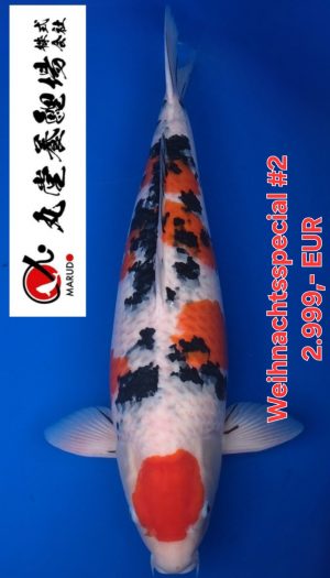 Marudo Sanke - Weihnachtsspecial #2