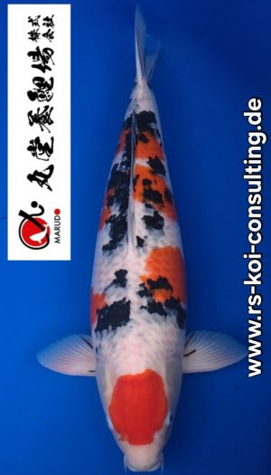 Marudo Sanke - Gosai