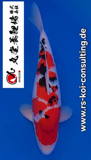 Marudo Nisai Sanke Tategoi #201