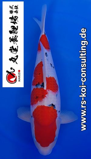 Marudo Nisai Sanke Tategoi #202