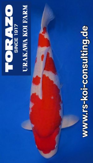 Torazo Kohaku - Gosai #2