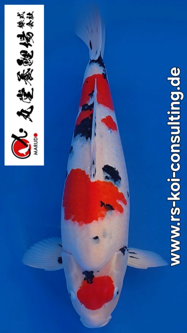 Screenshot_20251115_181859_Video Player(1)