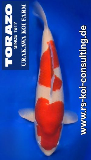 Torazo Kohaku - Gosai #1 – Bild 1