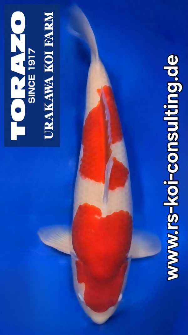 Screenshot_20251118_004106_Video Player(1)