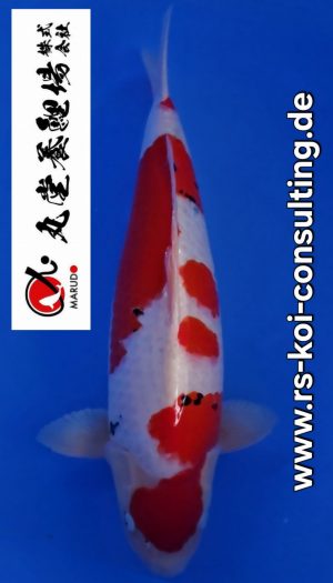 Marudo Sansai Sanke Tategoi #301