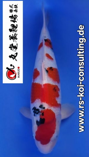 Marudo Sansai Sanke Tategoi #302