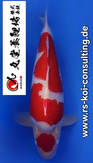 Marudo Sansai Kohaku Tategoi #302