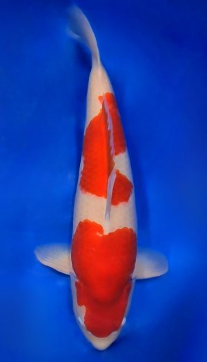 Torazo Kohaku - Gosai #1 – Bild 2