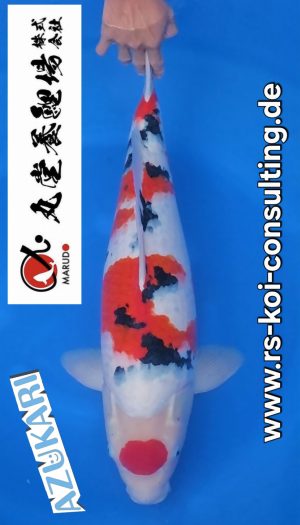 Marudo Sansai Sanke EU-Show #303