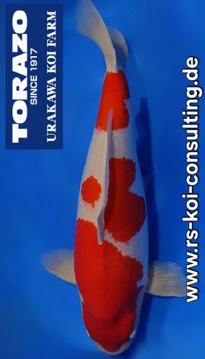 Torazo Yonsai Show Kohaku