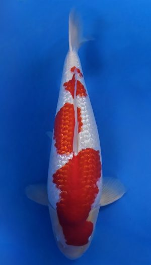 Torazo Ginrin Kohaku - Sansai – Bild 2