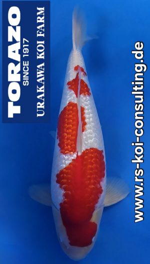 Torazo Ginrin Kohaku - Sansai – Bild 1