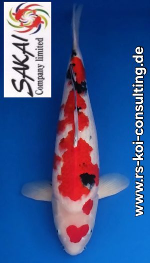 Sakai Co.Ltd. Sanke Sansai #1