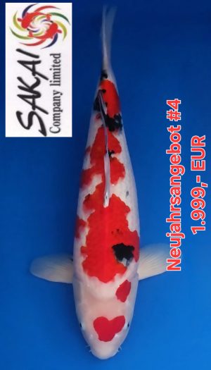 Sakai Co.Ltd. Sanke Neujahrsangebot #3