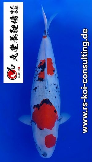 Marudo Showa Tategoi Sansai