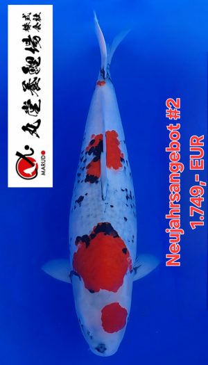 Marudo Showa Neujahrsangebot #2