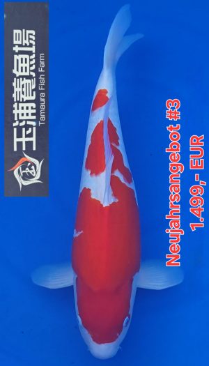 Tamaura Kohaku Neujahrsangebot #4