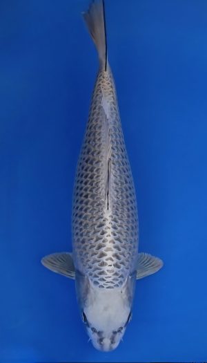 Beppu Silver Fox Gin Kabuto – Bild 3