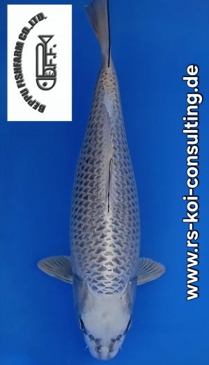 Beppu Silver Fox Gin Kabuto