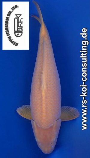 Beppu Super Mango Karashi #2