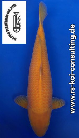 Beppu Super Mango Karashi #1